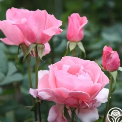 Heirloom Roses Queen Elizabeth®