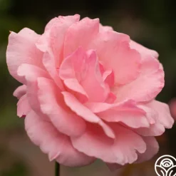 Heirloom Roses Queen Elizabeth®