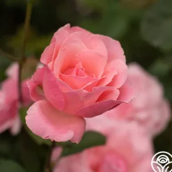 Heirloom Roses Queen Elizabeth®