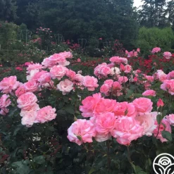 Heirloom Roses Queen Elizabeth®