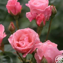 Heirloom Roses Queen Elizabeth®