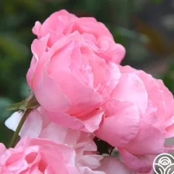 Heirloom Roses Queen Elizabeth®