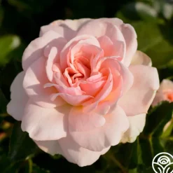 Heirloom Roses Queen Margrethe™ Clearance