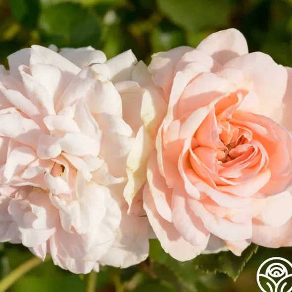 Heirloom Roses Queen Margrethe™ Clearance