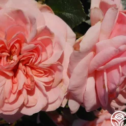 Heirloom Roses Queen Margrethe™ Clearance