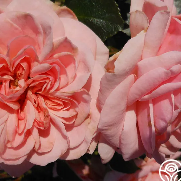 Heirloom Roses Queen Margrethe™ Clearance