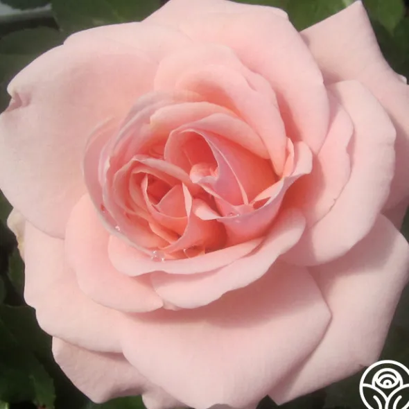 Heirloom Roses Queen Margrethe™ Clearance