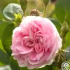 Heirloom Roses Queen Of Denmark Clearance