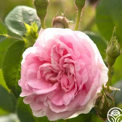 Heirloom Roses Queen Of Denmark Clearance