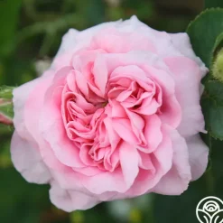 Heirloom Roses Queen Of Denmark Clearance