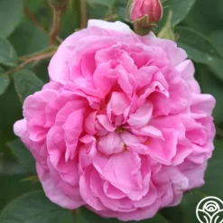 Heirloom Roses Queen Of Denmark Clearance