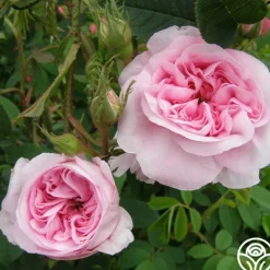 Heirloom Roses Queen Of Denmark Clearance