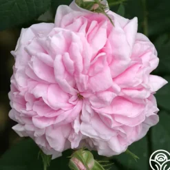 Heirloom Roses Queen Of Denmark Clearance