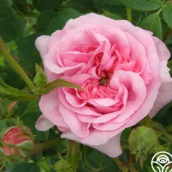 Heirloom Roses Queen Of Denmark Clearance