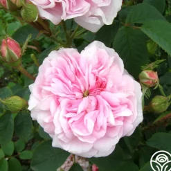 Heirloom Roses Queen Of Denmark Clearance