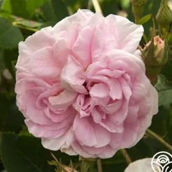 Heirloom Roses Queen Of Denmark Clearance