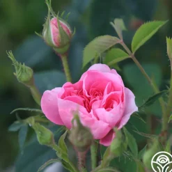 Heirloom Roses Queen Of Denmark Clearance