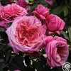Heirloom Roses Queen of Elegance™ Outlet