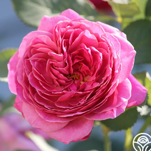 Heirloom Roses Queen of Elegance™ Outlet