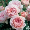 Heirloom Roses Queen Of Sweden® New