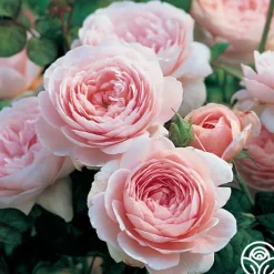 Heirloom Roses Queen Of Sweden® New