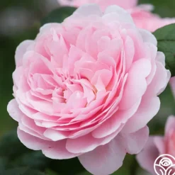 Heirloom Roses Queen Of Sweden® New