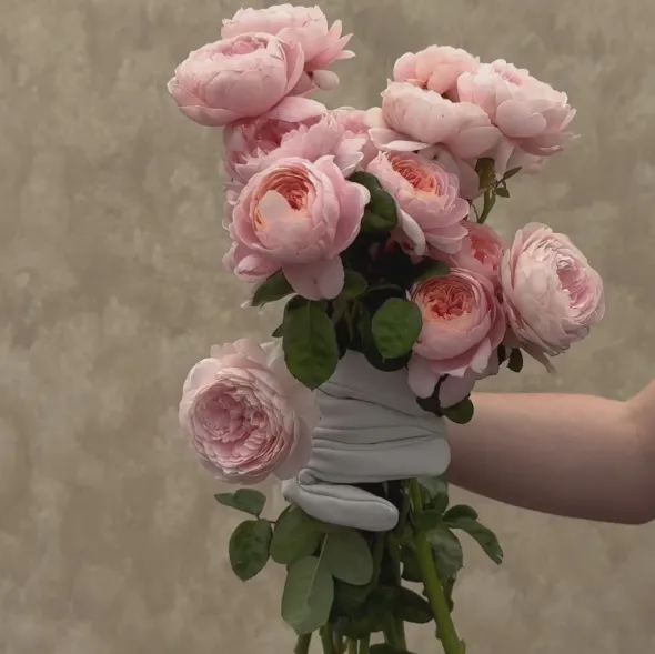 Heirloom Roses Queen Of Sweden® New