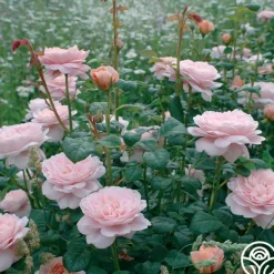 Heirloom Roses Queen Of Sweden® New