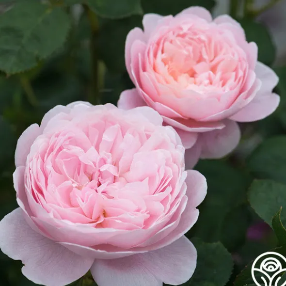 Heirloom Roses Queen Of Sweden® New