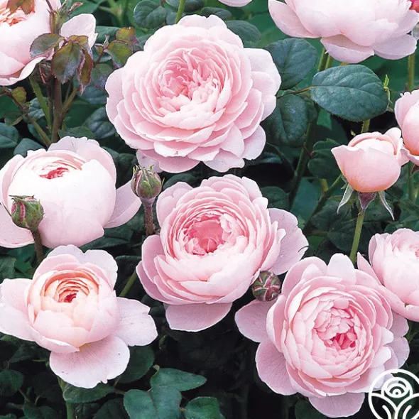 Heirloom Roses Queen Of Sweden® New