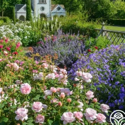 Heirloom Roses Queen Of Sweden® New