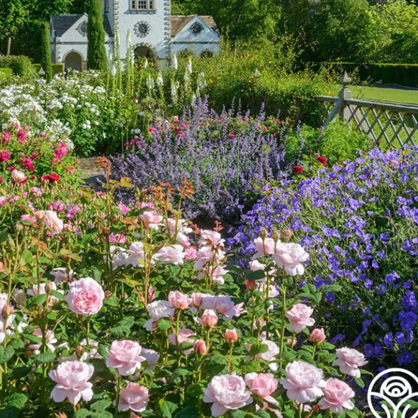 Heirloom Roses Queen Of Sweden® New