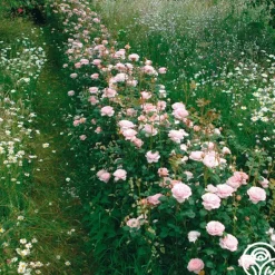 Heirloom Roses Queen Of Sweden® New