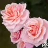 Heirloom Roses Quietness