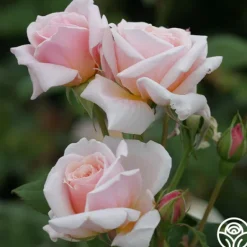 Heirloom Roses Quietness