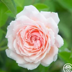 Heirloom Roses Quietness