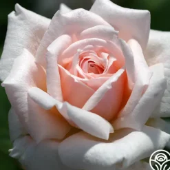 Heirloom Roses Quietness