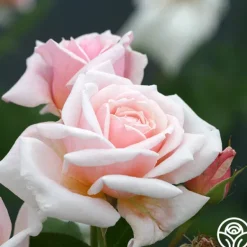 Heirloom Roses Quietness