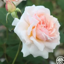 Heirloom Roses Quietness