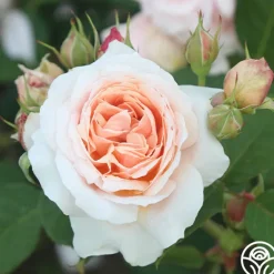 Heirloom Roses Quietness
