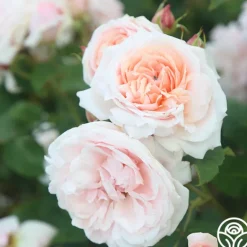 Heirloom Roses Quietness