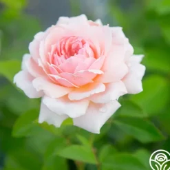 Heirloom Roses Quietness