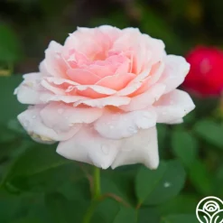 Heirloom Roses Quietness