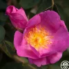 Heirloom Roses R Centifolia AndrewsII Outlet
