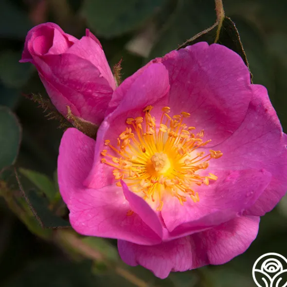 Heirloom Roses R Centifolia AndrewsII Outlet