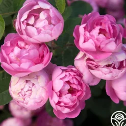 Heirloom Roses R Centifolia AndrewsII Outlet