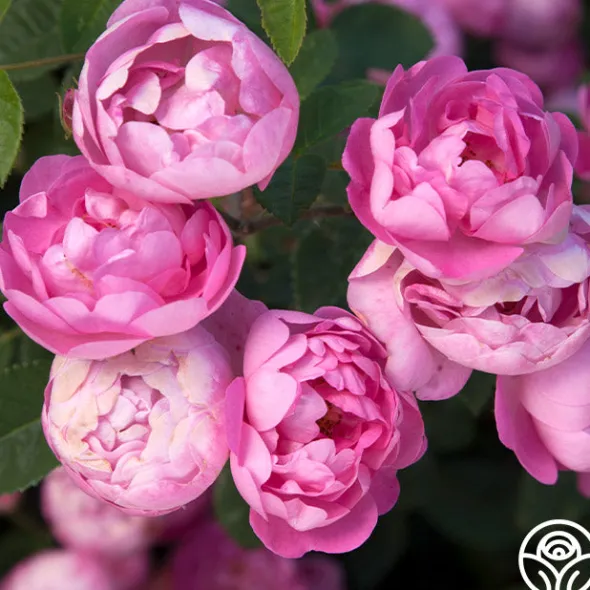 Heirloom Roses R Centifolia AndrewsII Outlet