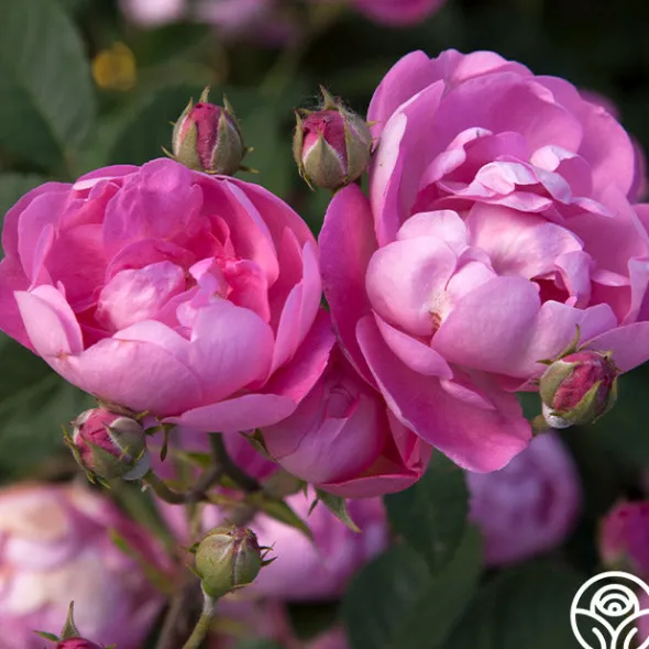 Heirloom Roses R Centifolia AndrewsII Outlet