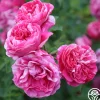 Heirloom Roses Raspberry Cream Twirl™ Clearance