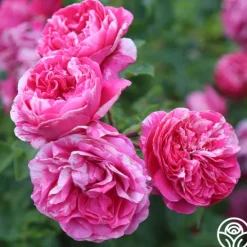 Heirloom Roses Raspberry Cream Twirl™ Clearance